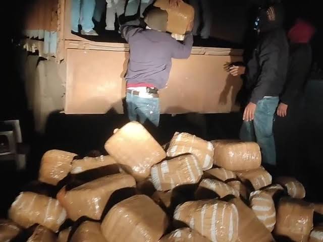 अनूपपुर में कार्रवाई:599 किलो गांजा जब्त; उड़ीशा से लाकर इंदौर और आसपास सप्लाई का था प्लान